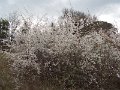 DSCN9751