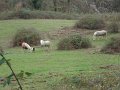 DSC00877