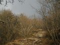 DSCN5278