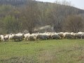 DSCN1524
