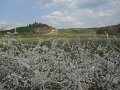 DSCN1629