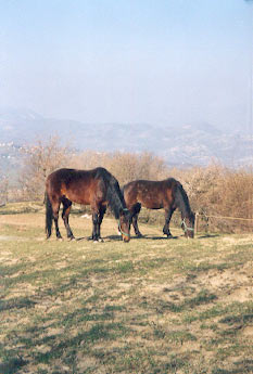Cavalli al pascolo alle pendici del Monte Venere (Bo).