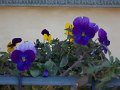 DSCN3329