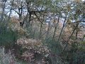 DSC00339