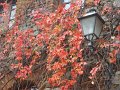 DSC00387