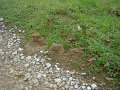 DSC00419