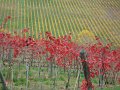 DSC00459