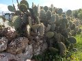 DSCN3881
