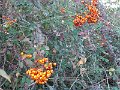 DSCN0292