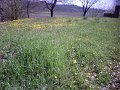 IMG10036