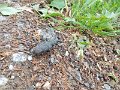 DSCN0983