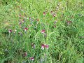 DSCN0181