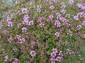 DSCN0279