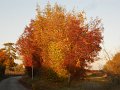 DSCN9698