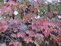 DSCN9705