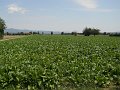 DSCN1920