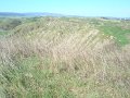 DSC01867