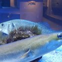 IMG-20170522-WA0015