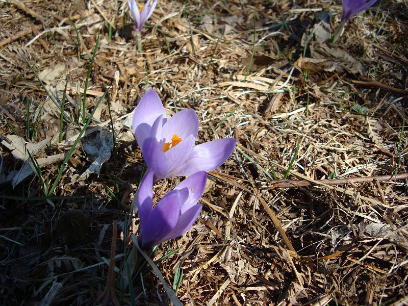 DSC08717.JPG
