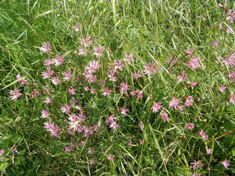DSCN0231.JPG