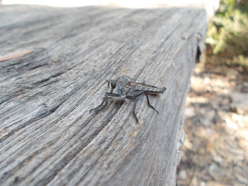 DSCN4199.JPG