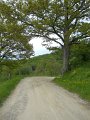 DSCN6565
