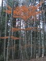 DSCN4406