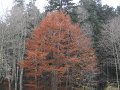 DSCN4425