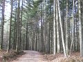 DSCN4441