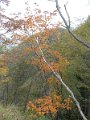 DSCN8540