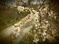 DSCF1104