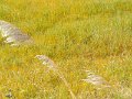 DSCF1124